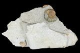 Fossil Ammonites (Promicroceras) on Limestone - Lyme Regis #166651-3